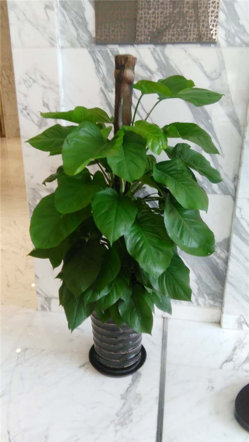 盛美利亞