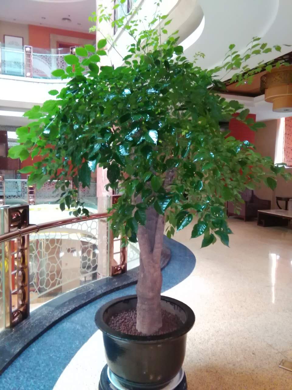 幸福樹