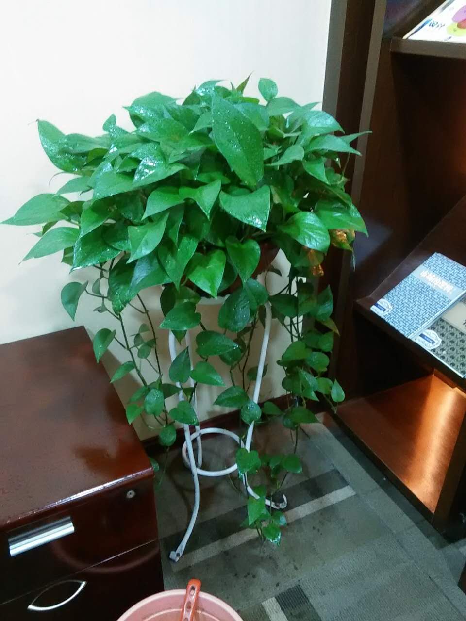 綠蘿