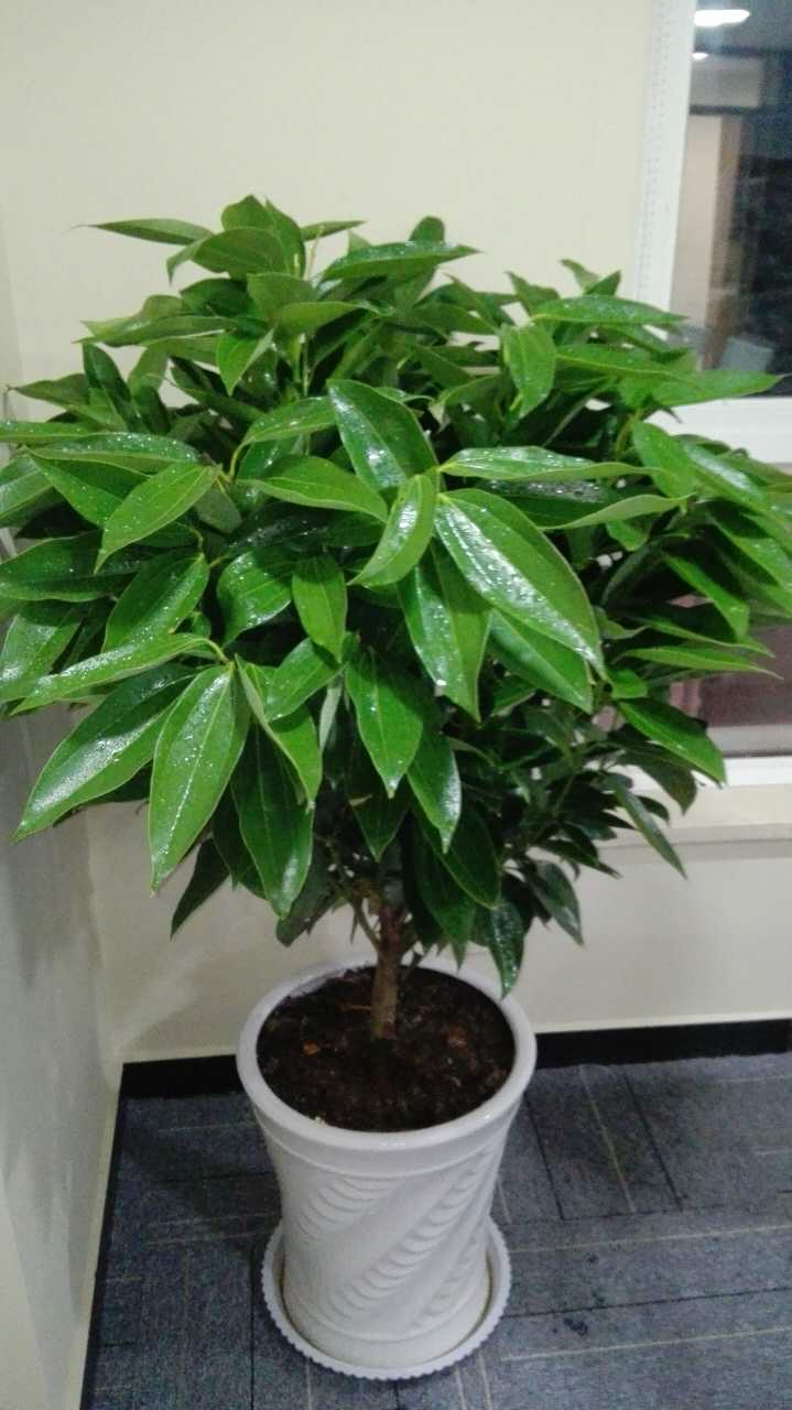 平安樹