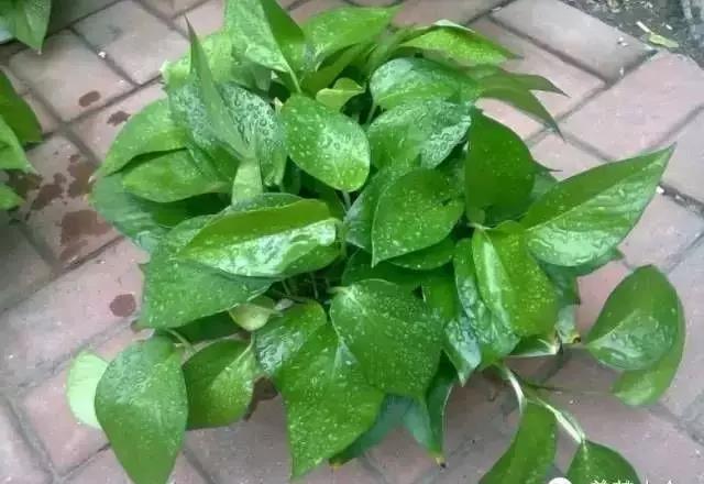 城市看春總未真 花鄉(xiāng)引得幸福來(lái)——“賞花經(jīng)濟(jì)