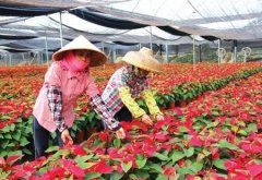 花卉種植中 2018年哪些品種發展潛力最大