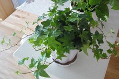 銀行租賃綠植凈化空氣哪株強？