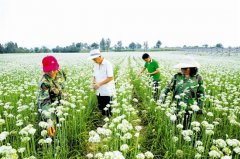 靈寶市蘇村鄉(xiāng)：韭花種植拓寬致富渠道