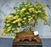 具有“延年益壽”功效的花卉，家里總要養幾盆