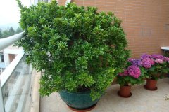 這花就是“活香水”，擺客廳，空氣更清新！
