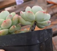 多肉葉子變透明？抓緊擼光、砍頭，否則3天死翹