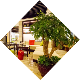 酒店綠植租擺