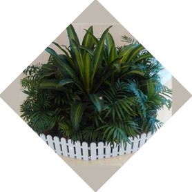銀行綠植租擺