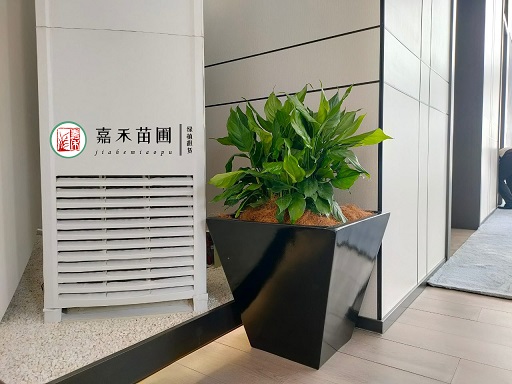 西安銀行綠植花卉租賃公司|西安嘉禾苗圃