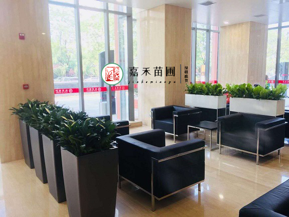 西安銀行接待區(qū)花卉綠植租擺|西安嘉禾苗圃 西安銀行接待區(qū)花卉綠植租擺|西安嘉禾苗圃