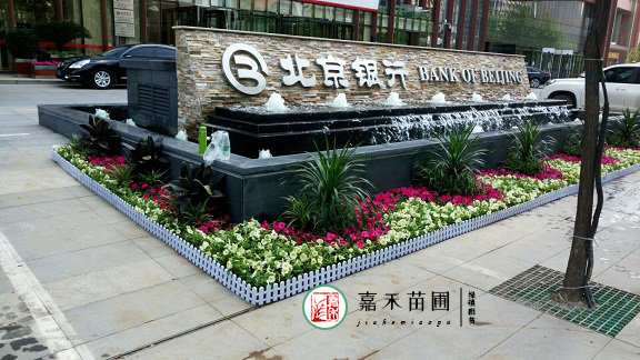 北京銀行西安分行花卉綠植租擺|西安嘉禾苗圃 北京銀行西安分行花卉綠植租擺|西安嘉禾苗圃