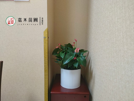 西安銀行綠植花卉租賃公司|西安嘉禾苗圃