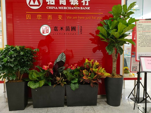 西安銀行綠植花卉租賃方案|西安嘉禾苗圃