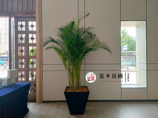 西安銀行綠植花卉租賃裝飾設計