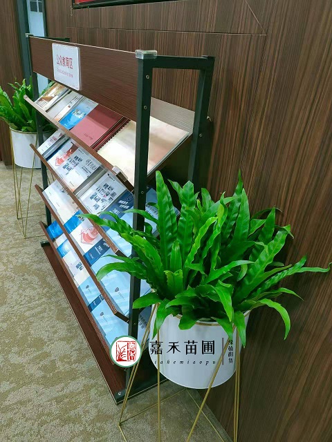 銀行綠植花卉租賃設計|西安嘉禾苗圃