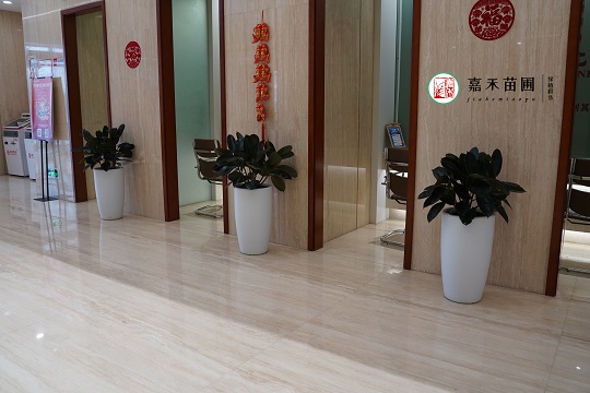 西安銀行花卉綠植租賃公司|西安嘉禾苗圃