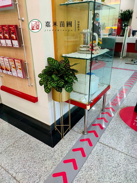 銀行綠植租賃報價廠家|西安嘉禾苗圃