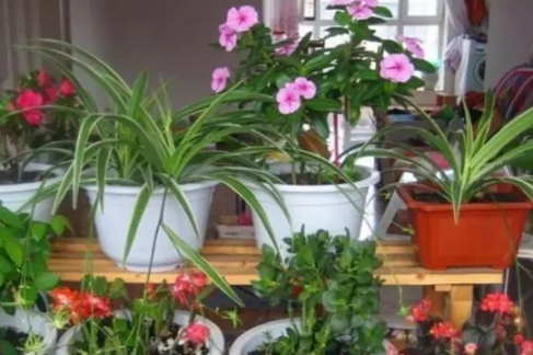 冬天搬進(jìn)室內(nèi)的花，注意這幾點(diǎn)，否則沒(méi)凍死也被你“搞死”