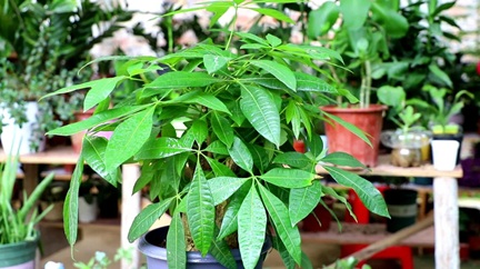 發財樹有“三怕”，很多人都做錯了，怪不得養不好