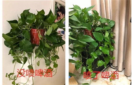 綠蘿灌點啤酒，嗖嗖爬滿整個床！