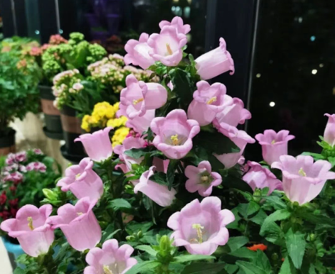 從爆花到度夏，解鎖“丹麥風(fēng)鈴草”的秘密
