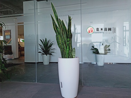 虎尾蘭一直不長個子，解決5個養(yǎng)護難題，可促進側(cè)芽萌發(fā)